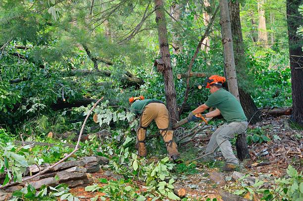Best Tree Removal  in Radium Springs, NM